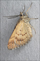 Chrysolarentia heliacaria