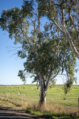 Eucalyptus pauciflora pauciflora