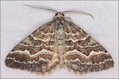 Chrysolarentia heliacaria