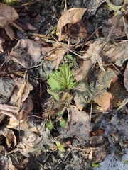 Urtica dioica