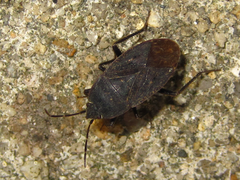 Graptopeltus koreanus