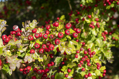 Crataegus