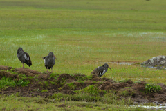 Bostrychia carunculata