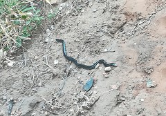 Afrotyphlops schlegelii