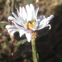 Symphyotrichum moranense