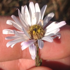 Symphyotrichum moranense
