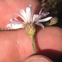 Symphyotrichum moranense