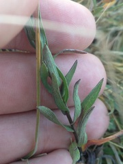 Symphyotrichum moranense