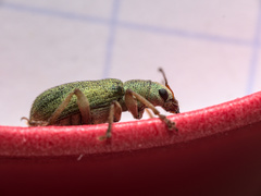 Pachyrhinus lethierryi