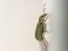 Pachyrhinus lethierryi