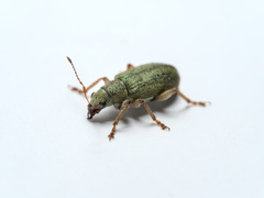 Pachyrhinus lethierryi