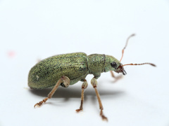 Pachyrhinus lethierryi
