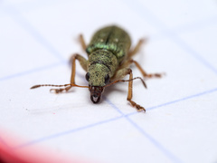 Pachyrhinus lethierryi
