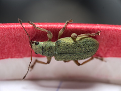Pachyrhinus lethierryi