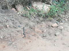 Afrotyphlops schlegelii