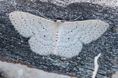 Scopula sublinearia