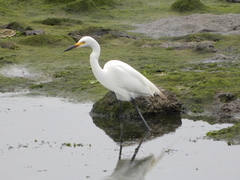 Ardea intermedia