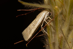 Earias paralella