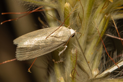 Earias paralella