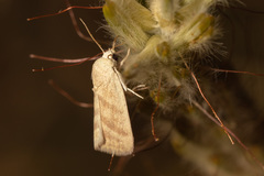 Earias paralella