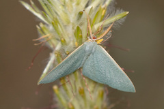 Prasinocyma ocyptera