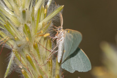 Prasinocyma ocyptera