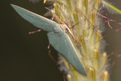 Prasinocyma ocyptera