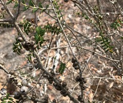Melaleuca acuminata