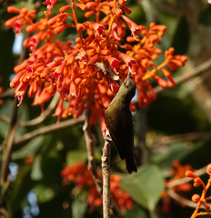 Leptocoma brasiliana