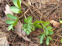 Angelica decursiva