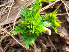 Rubus crataegifolius