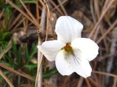 Viola chaerophylloides
