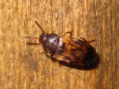Mycetophagus hillerianus