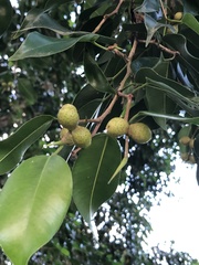 Celtis paniculata