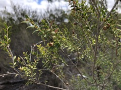 Melaleuca acuminata
