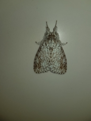 Dasychiroides pratti