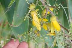 Sophora microphylla