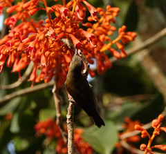 Leptocoma brasiliana