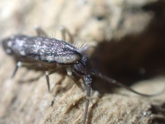 Pogonognathellus elongatus