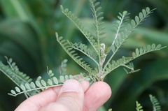 Sophora microphylla