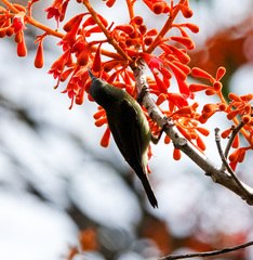 Leptocoma brasiliana