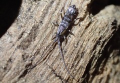 Pogonognathellus elongatus