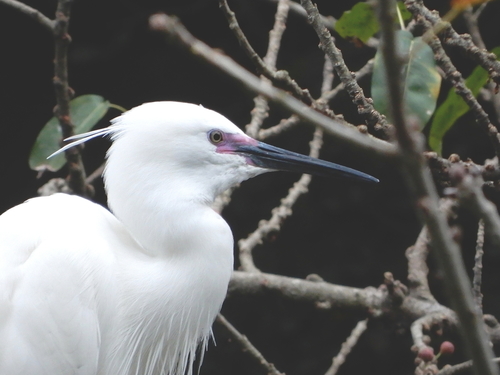 Little Egret, photo 7 of 9