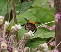 Bombus pascuorum