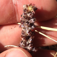 Thompsonella minutiflora