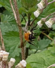 Bombus pascuorum