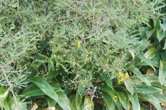 Sophora microphylla