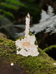 Dentipellicula leptodon