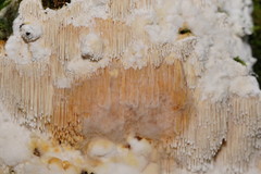 Dentipellicula leptodon