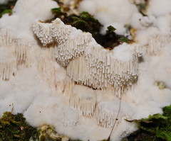 Dentipellicula leptodon